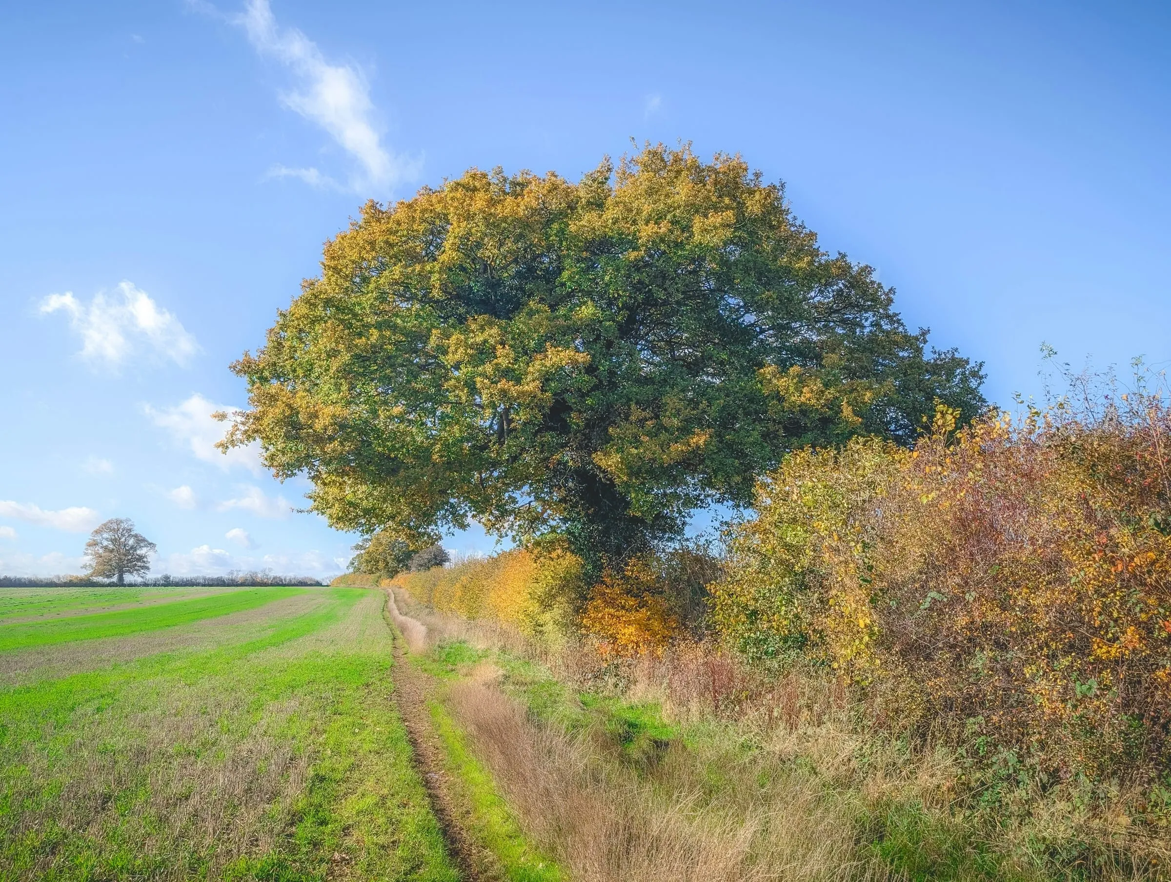 A footpath running along a hedge beside a field in autumn